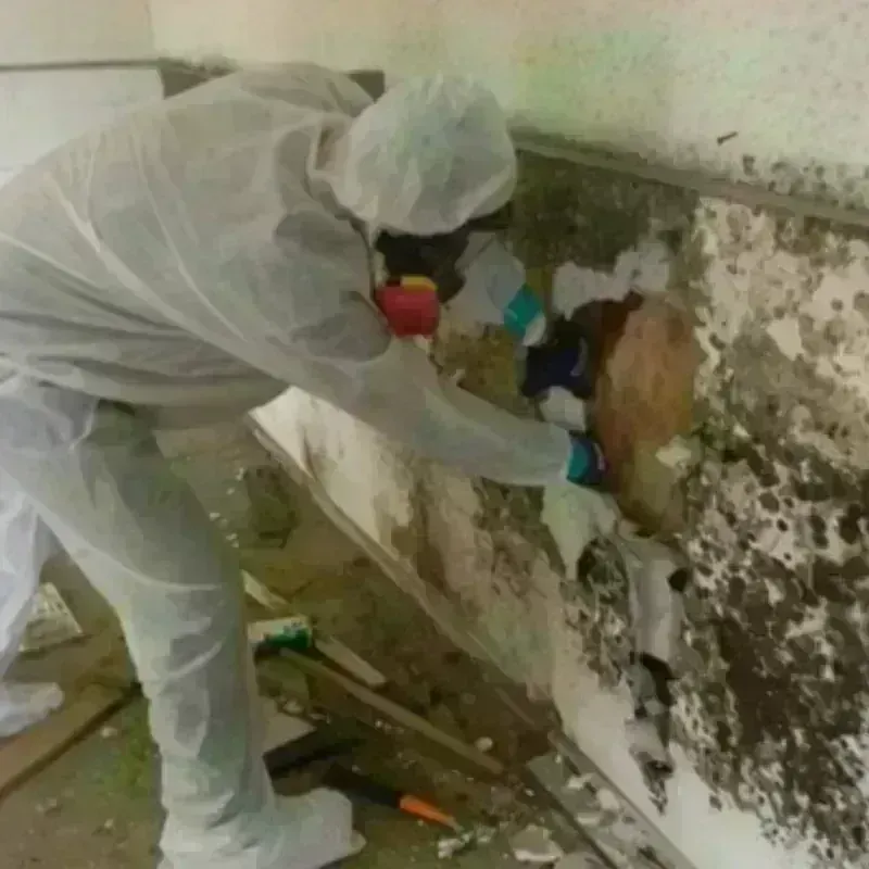 Mold Remediation and Removal in Eufaula, OK